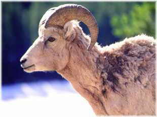 Big Horn Sheep