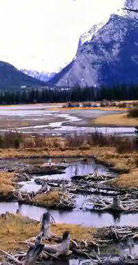 Vermillion Lake beaver ponds